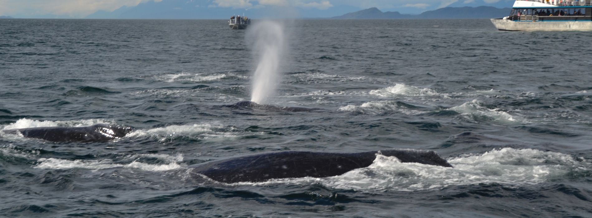 whale-watching-in-maine