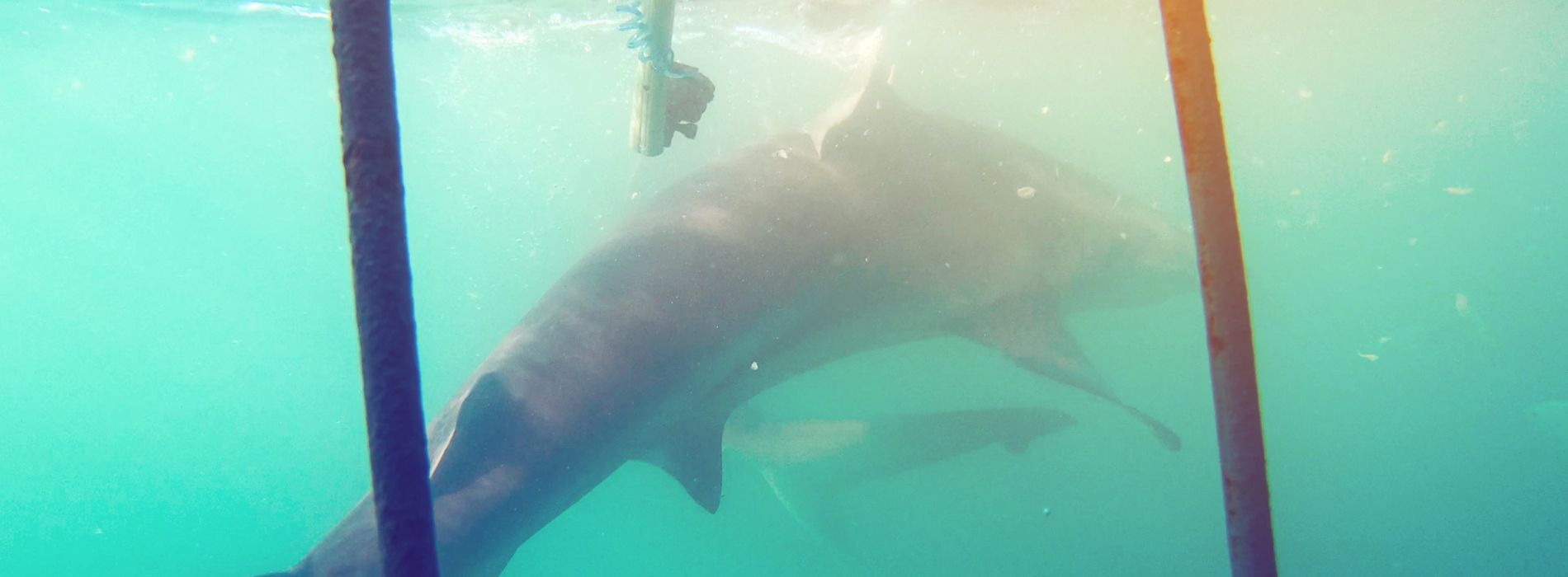 Shark cage diving australia - Madeinsea©
