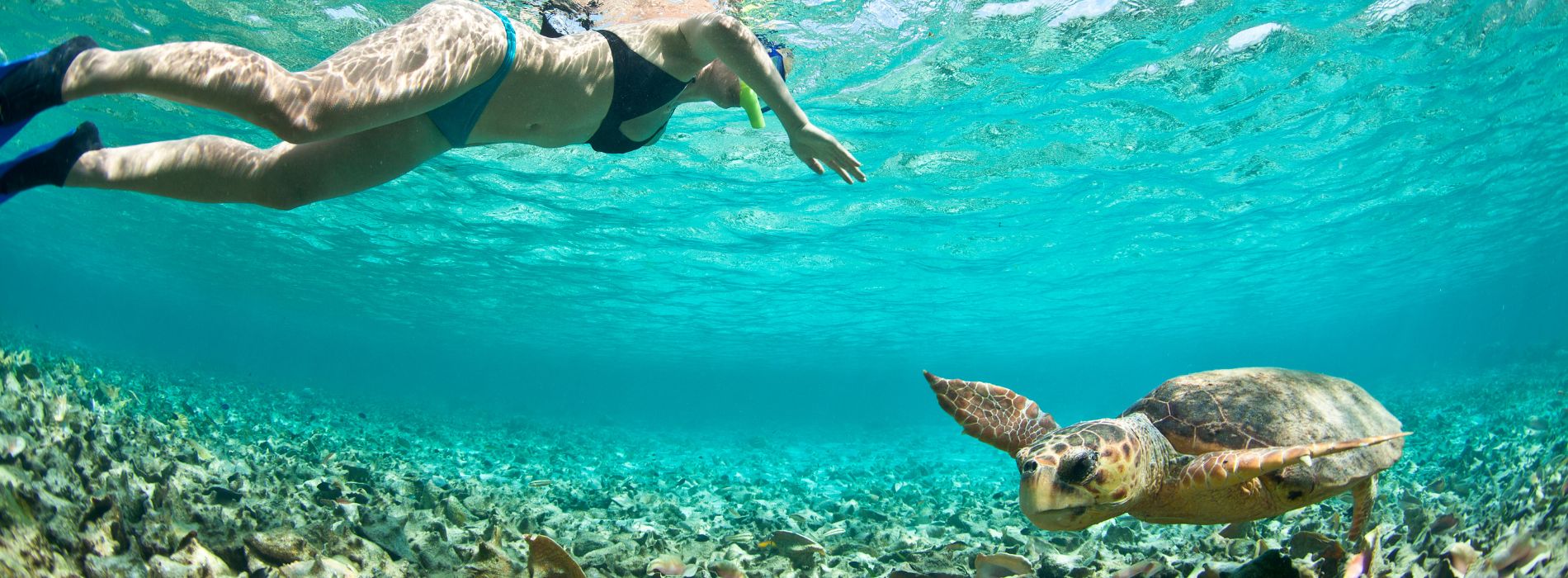 Snorkeling with Sea Turtles Hawaii - Madeinsea©