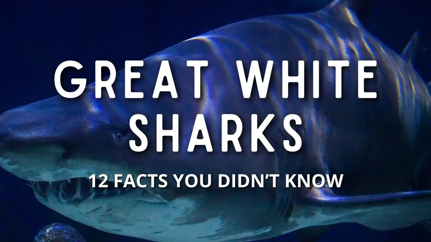 facts-great-white-sharks