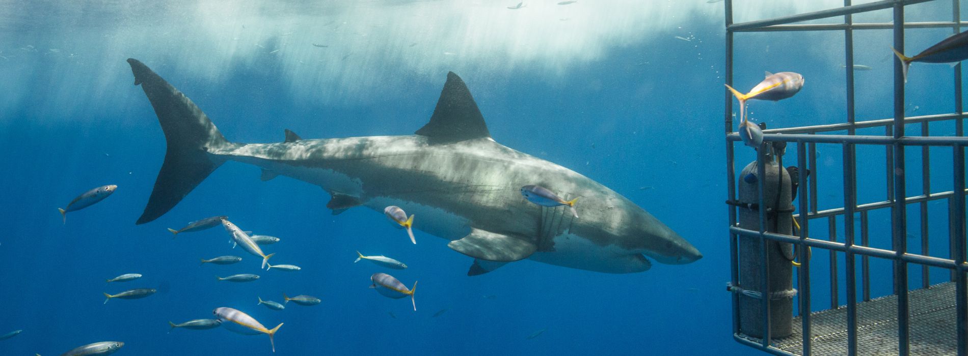 Shark Cage Diving in Key West - An Unforgettable Experience - Madeinsea©