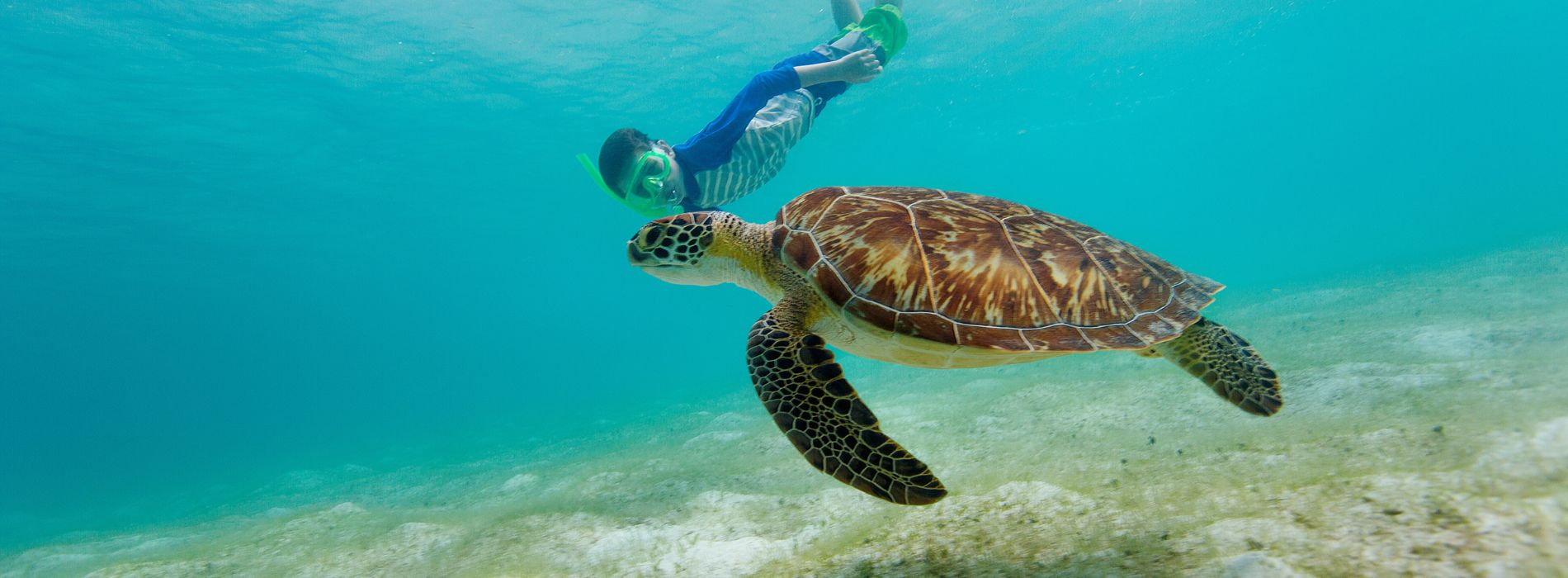 Best Place to Snorkel with Sea Turtles - Madeinsea©