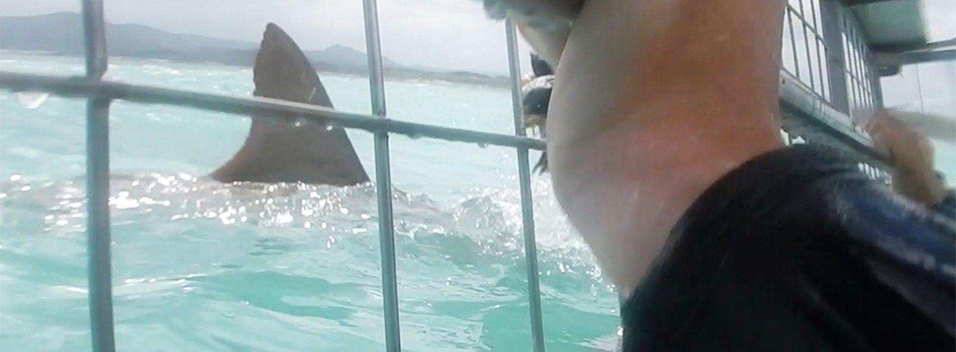 Shark cage diving south africa - Madeinsea©