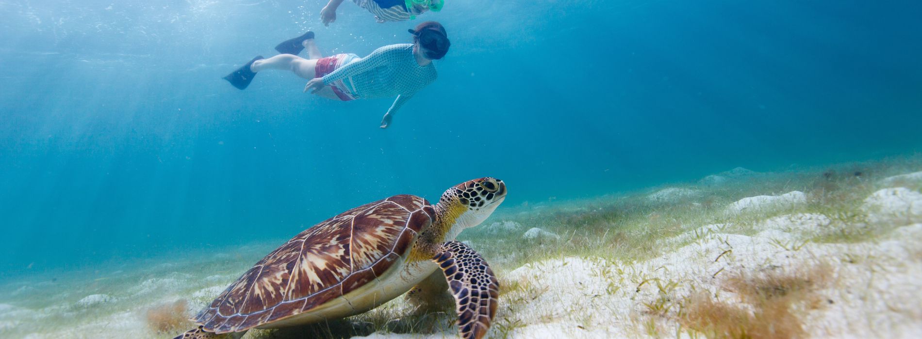 Snorkeling with Sea Turtles in Maui - An Incredible Experience - Madeinsea©