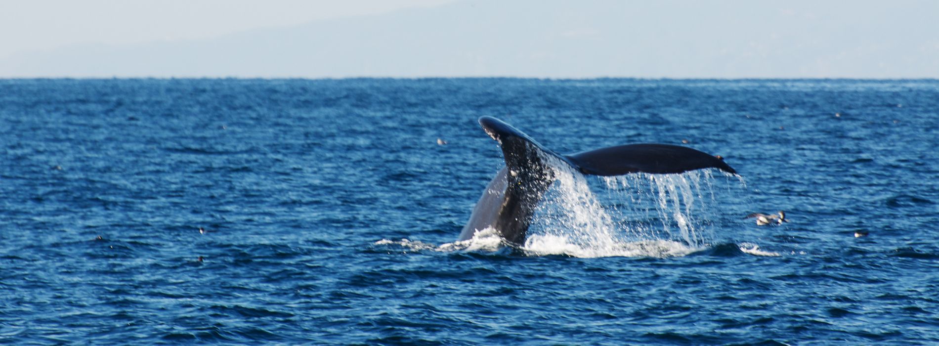 Best Whale Watching Tour in Kauai - A Mesmerizing Encounter with the Gentle Giants of the Sea - Madeinsea©