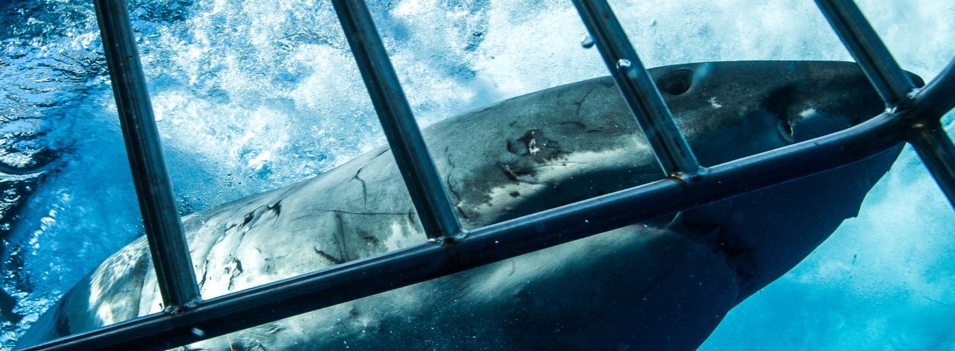 Shark Cage Diving in Oahu: A Thrilling Adventure for Sea Lovers - Madeinsea©