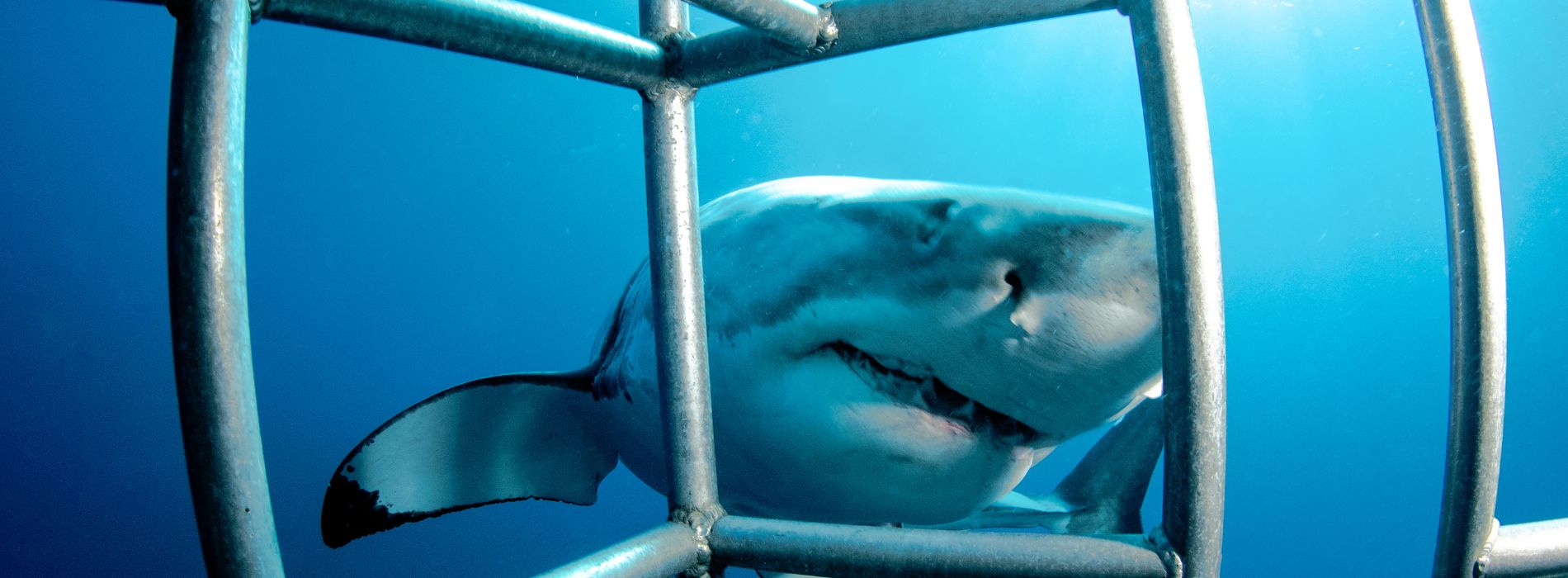 Shark Cage Diving in California: A Thrilling Adventure for Sea Lovers - Madeinsea©