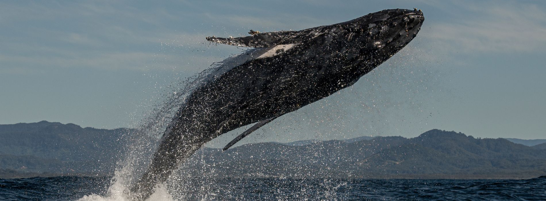 Best Whale Watching Tour San Diego - A Must-Experience for Sea Lovers - Madeinsea©