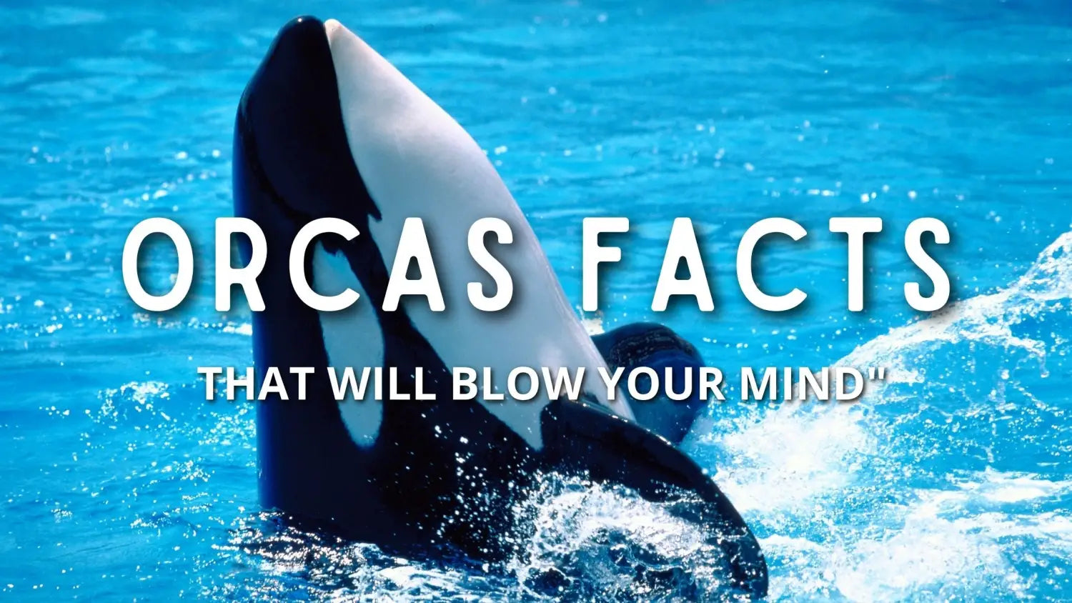 Facts About Orcas