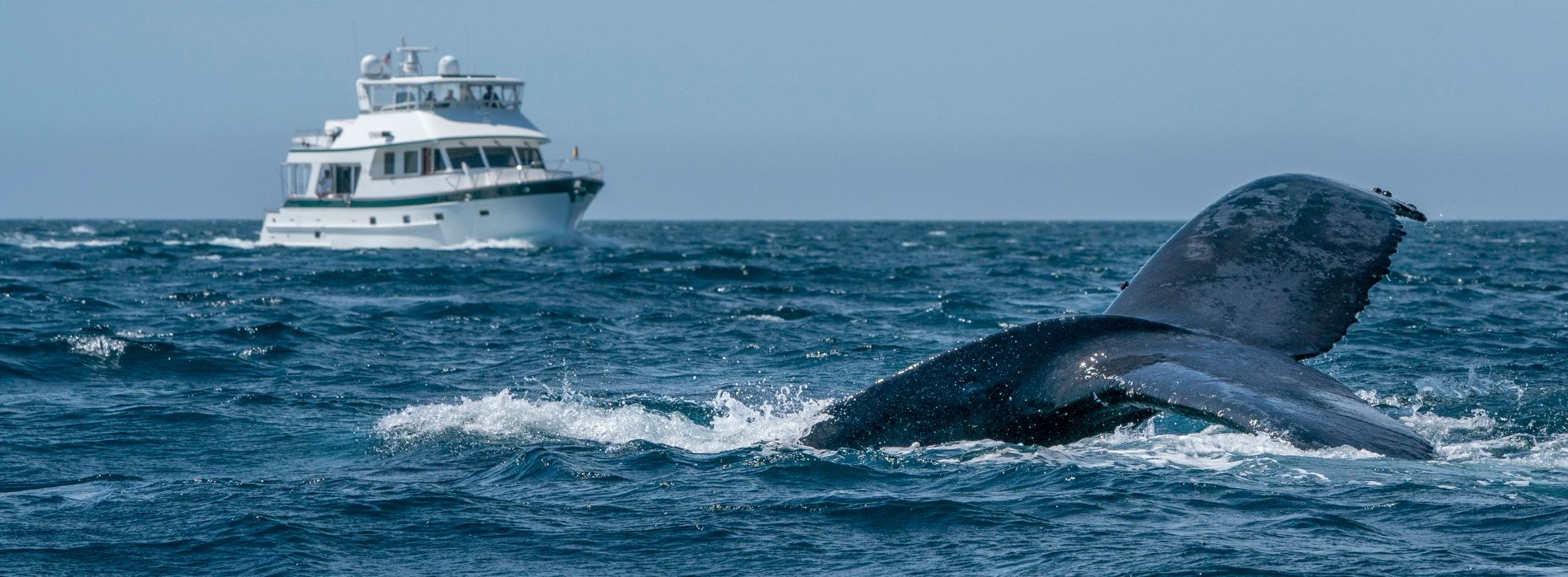 The Best Whale Watching Tour in Maui: A Dream Come True - Madeinsea©