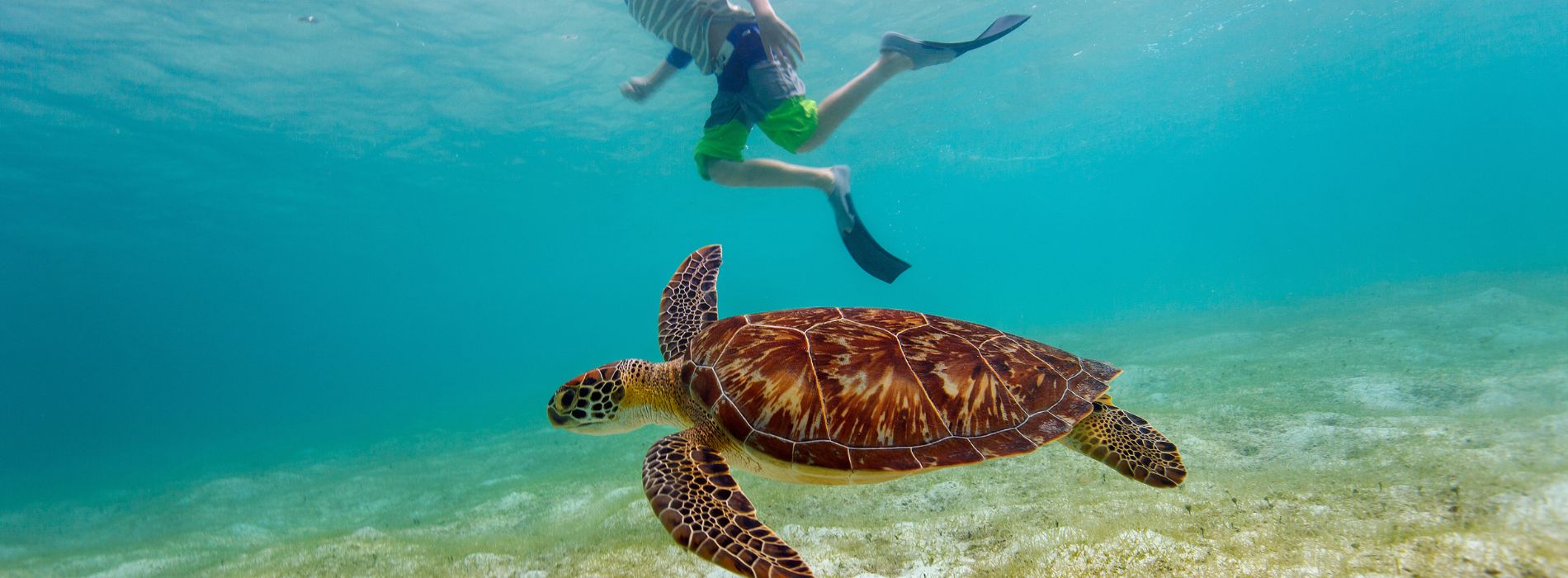 Snorkeling with Sea Turtles in St. Croix: A Magical Underwater Experience - Madeinsea©