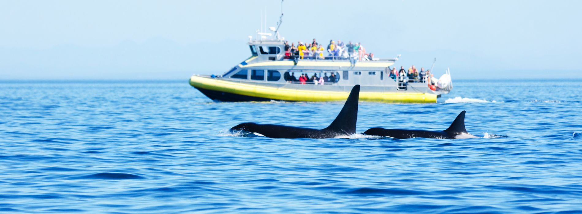 Best Whale Watching Tour in Monterey