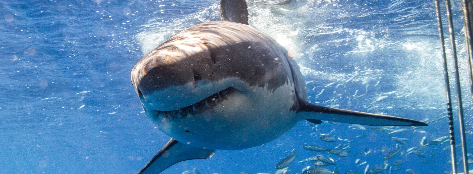 Shark Cage Diving North Carolina: A Thrilling Experience for Sea Lovers - Madeinsea©