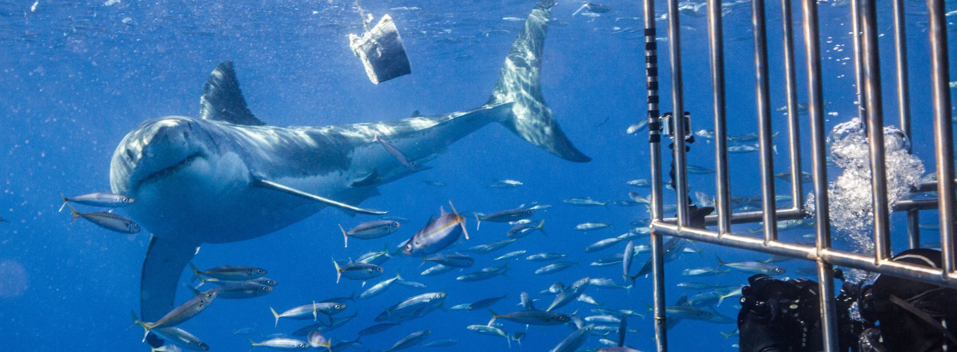 Shark cage diving galveston - Madeinsea©
