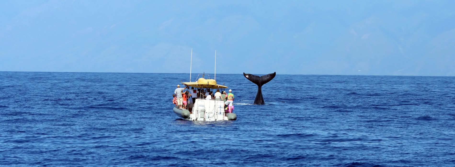 Best Whale Watching Tours in Cabo San Lucas - Madeinsea©