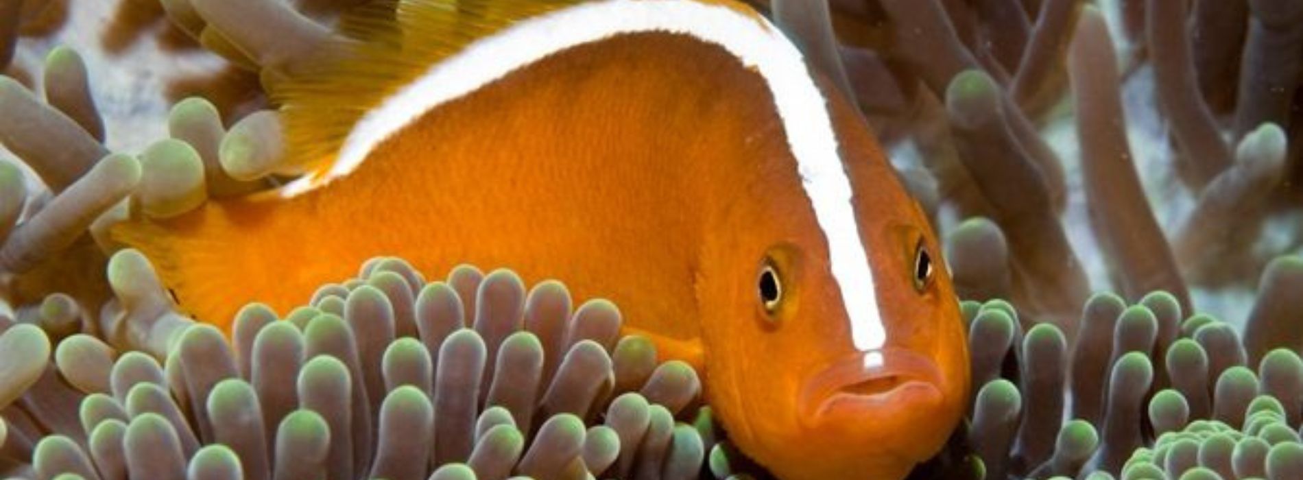 The Unique Nosestripe Clownfish - Madeinsea©