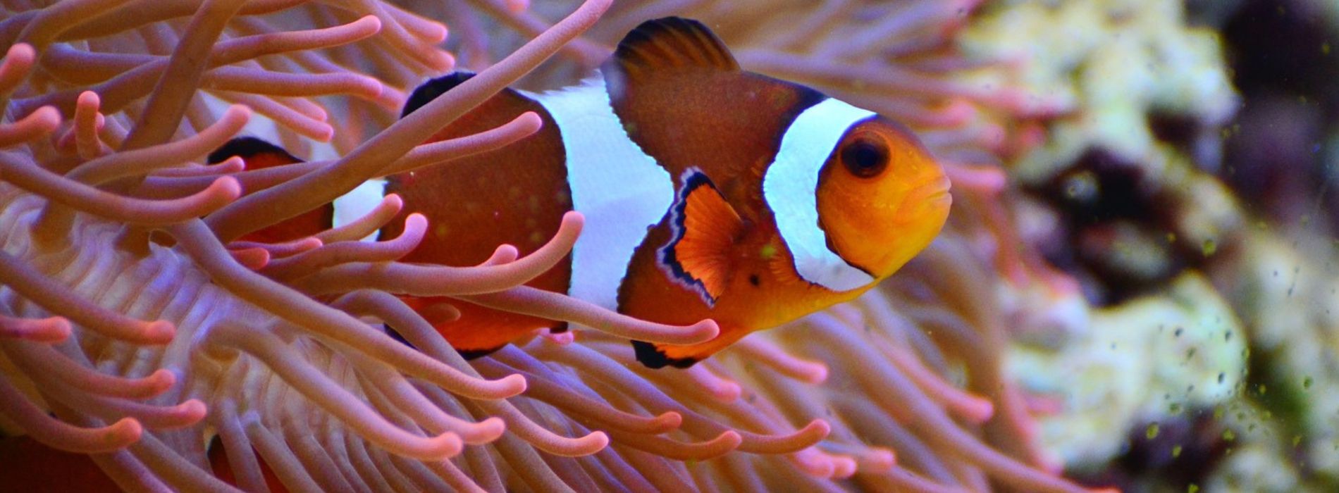 Ocellaris clownfish Biography - Madeinsea©