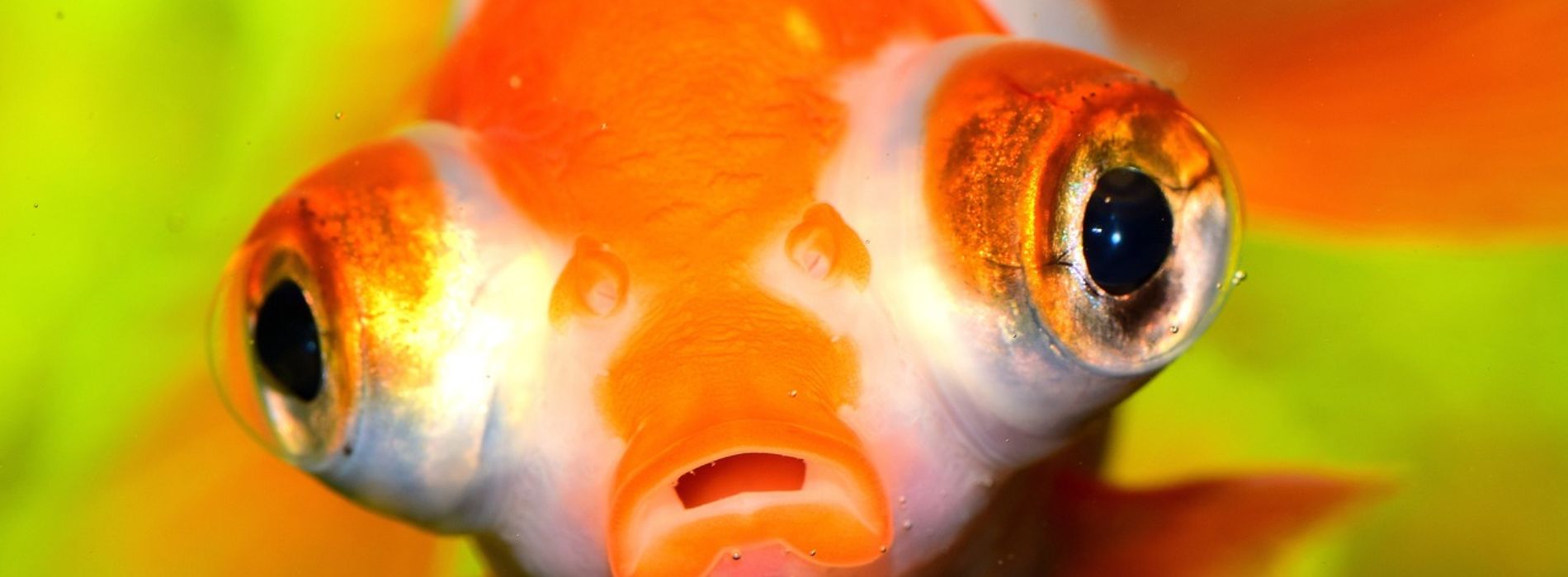 Telescope-Eye-Goldfish-biography