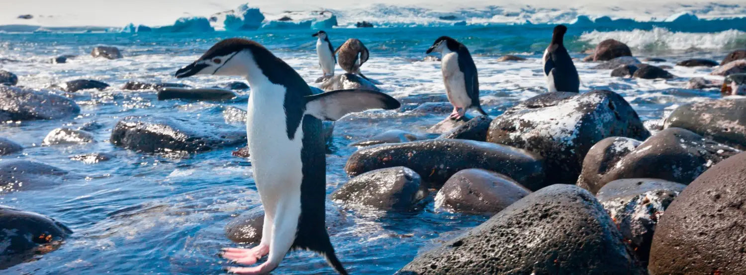 The-penguin-biography