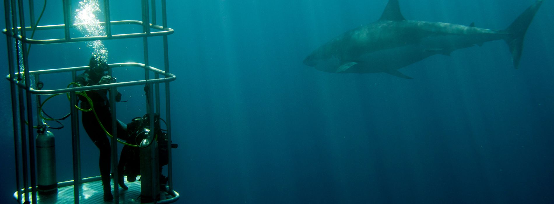 Shark Cage Diving in Hawaii: A Thrilling Adventure for Sea Lovers - Madeinsea©