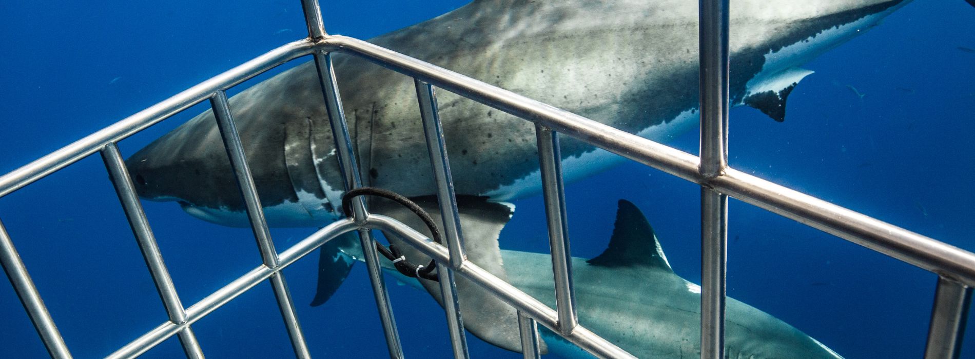 Shark Cage Diving in Florida: A Thrilling Adventure for Sea Lovers - Madeinsea©