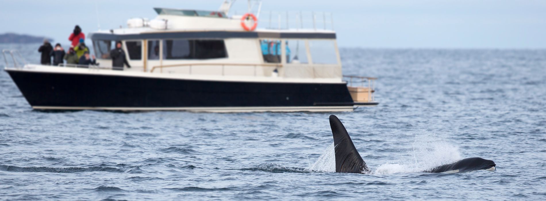 Best Whale Watching Tour In Boston