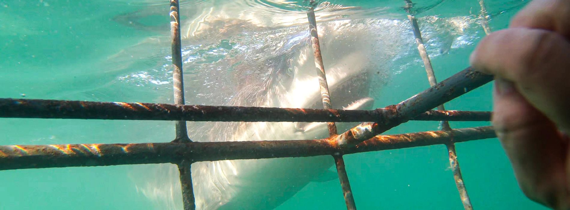 Shark cage diving waikiki - Madeinsea©