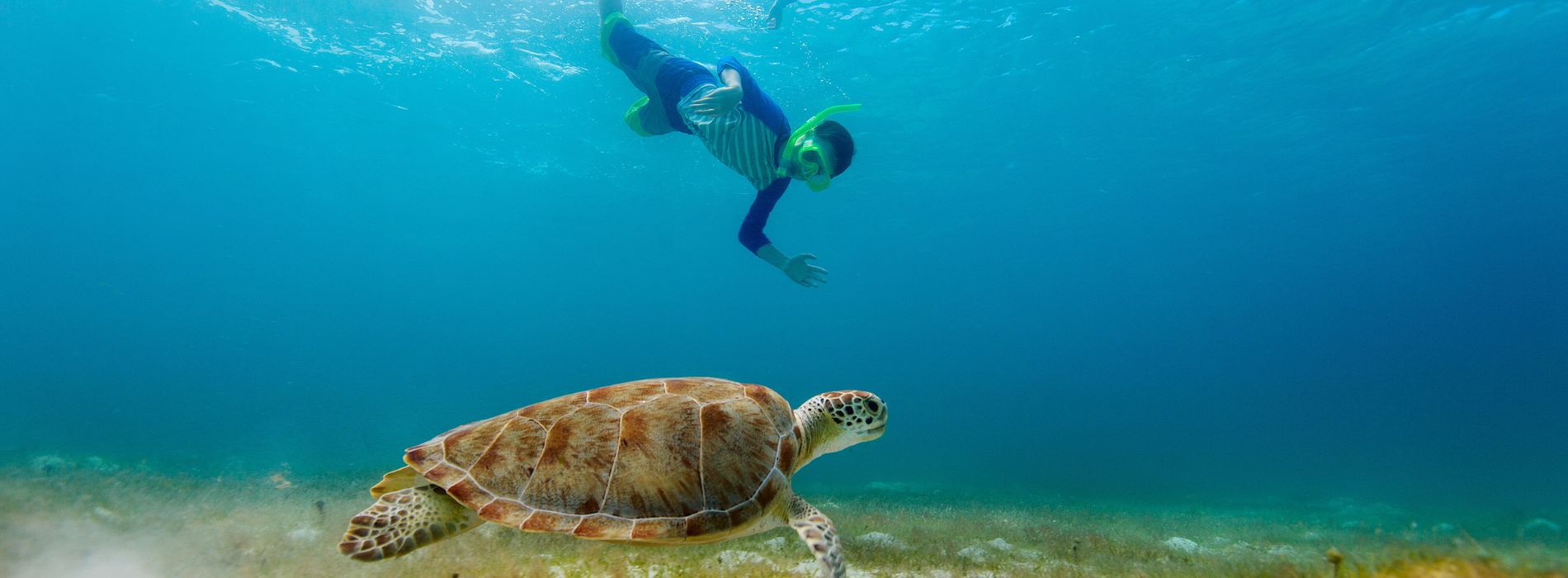 Snorkel with Sea Turtles in Curacao: An Unforgettable Experience - Madeinsea©