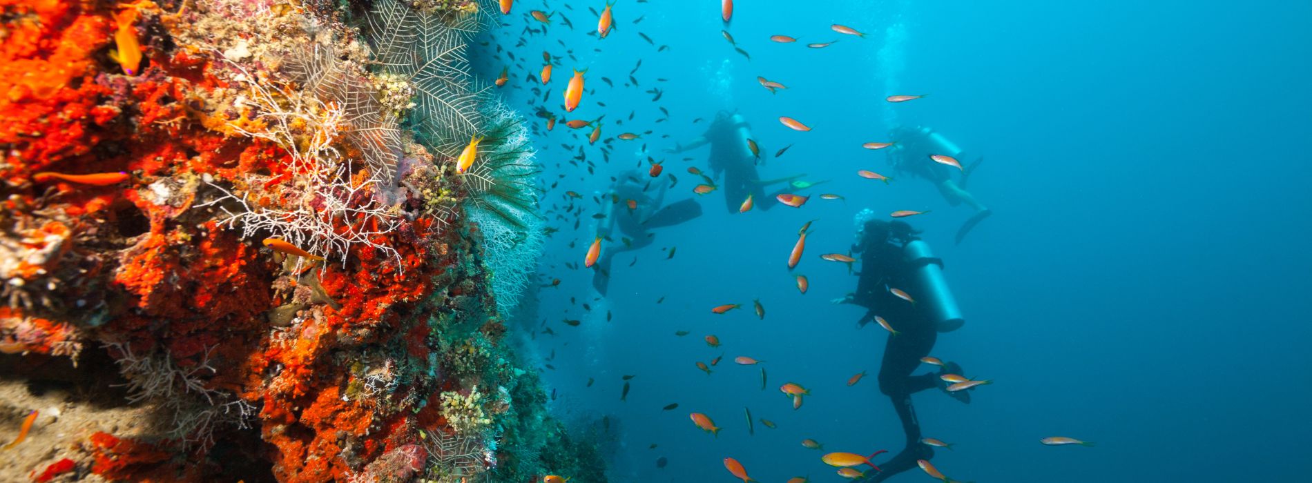 Best Places to Scuba Dive in Italy: Exploring the Depths of the Mediterranean - Madeinsea©