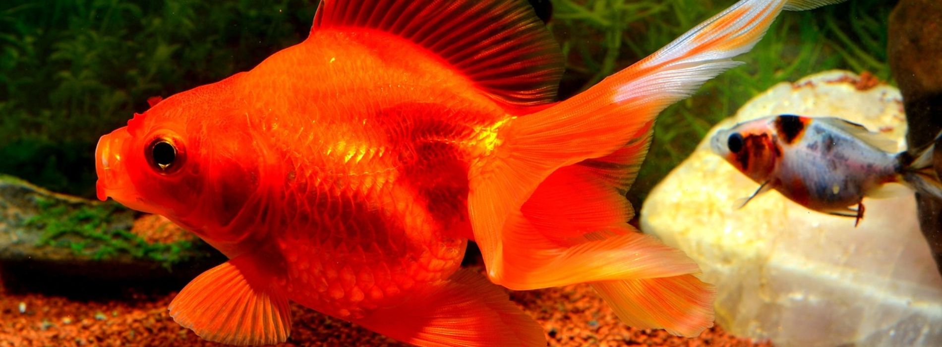 Fantail Goldfish: Dive into the World of Carassius auratus - Madeinsea©