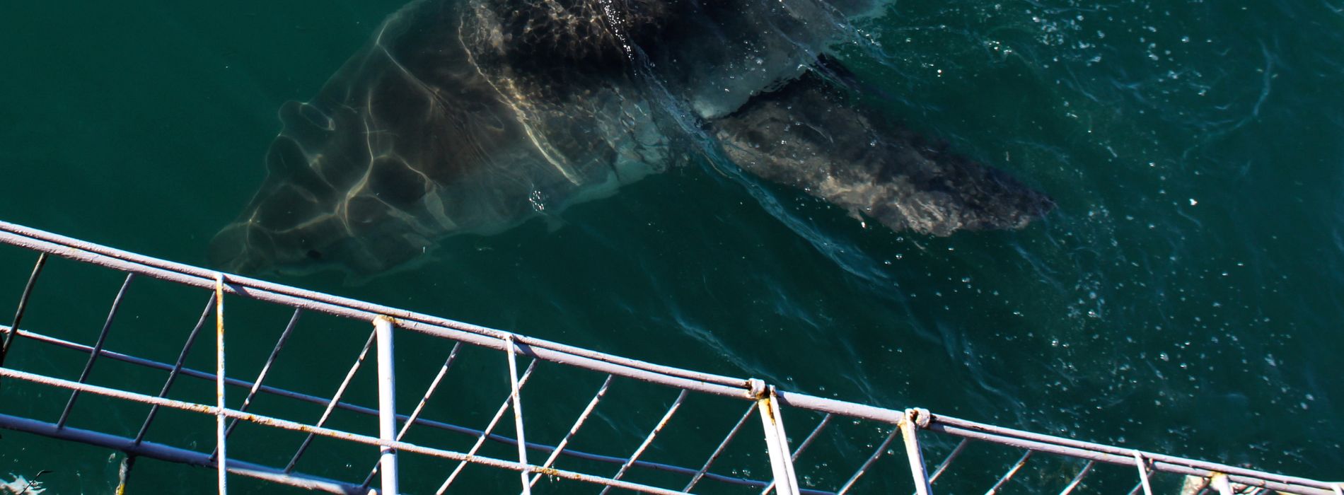 Shark cage diving gansbaai - Madeinsea©