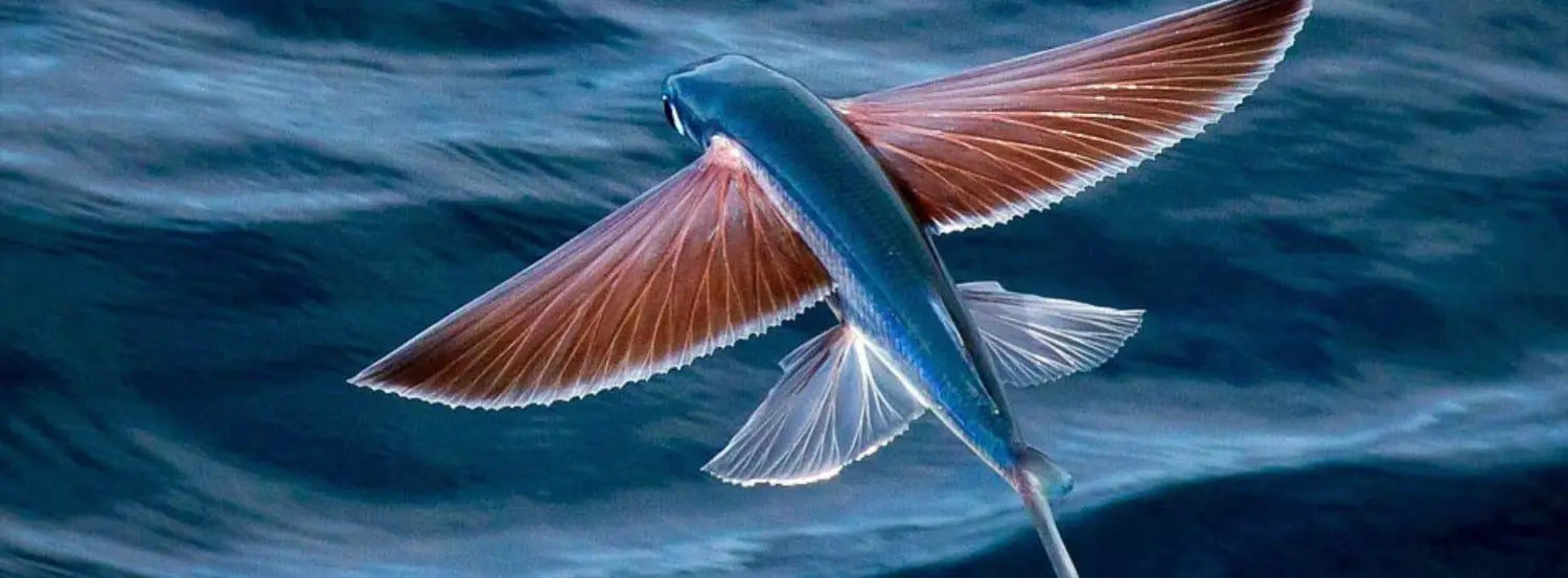 The-flying-fish-biography