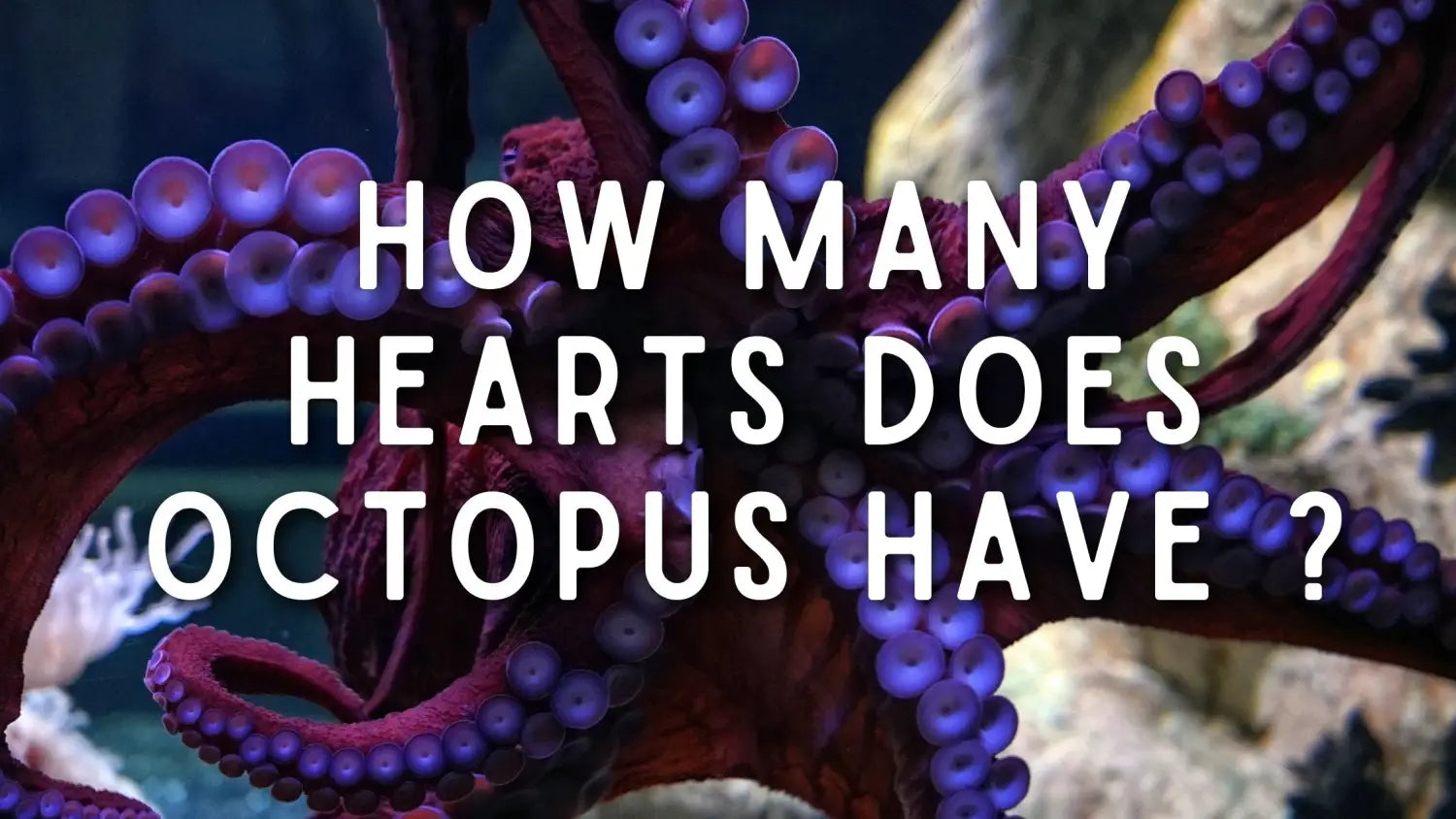 how-many-hearts-does-octopus-have