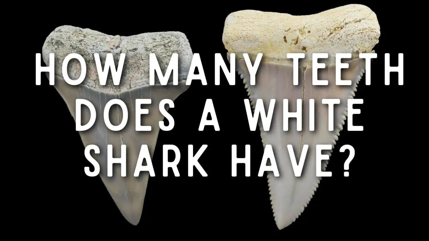 how-many-teeth-does-a-white-shark-have