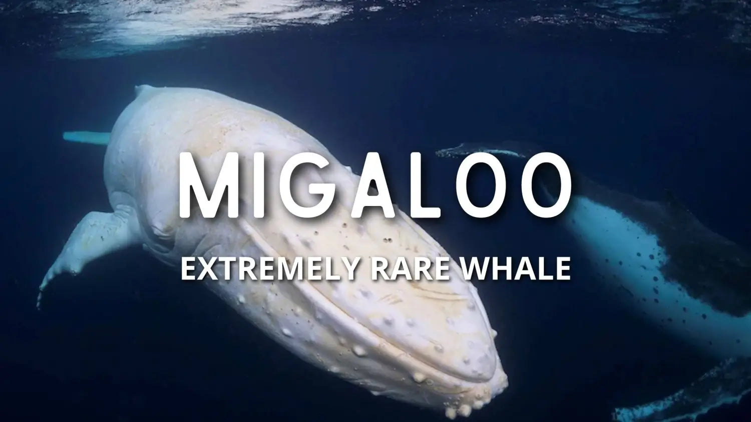 migaloo-an-extremely-rare-albino-whale