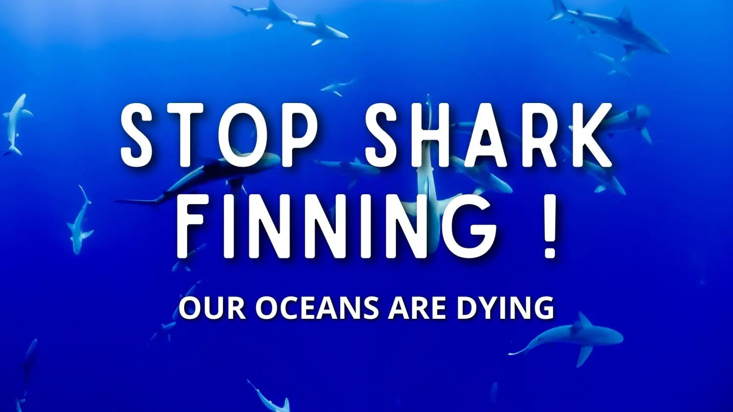 oceans-dying-stop-shark-finning