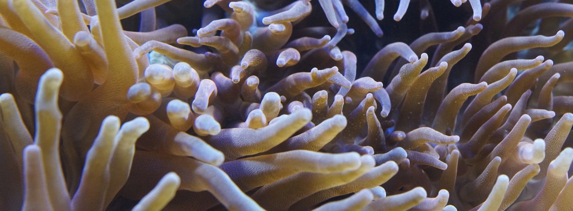 sea-anemones-biography
