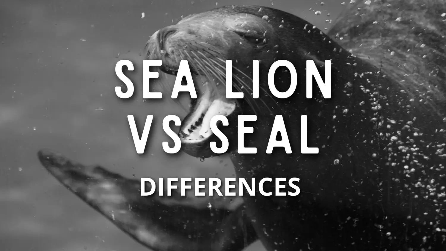 sea-lion-vs-seal-what-are-the-differences