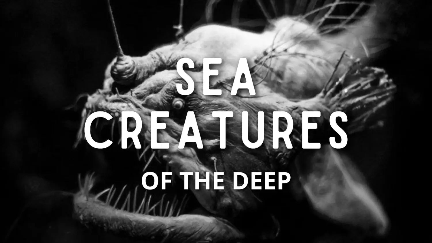 sea-creatures-of-the-deep