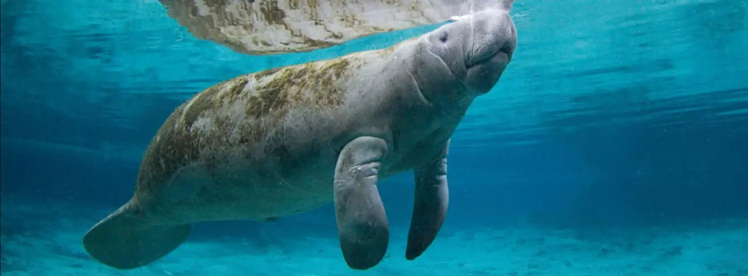 The Majestic Manatees: The Biography