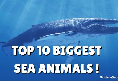 TOP 10 BIGGEST SEA CREATURE!