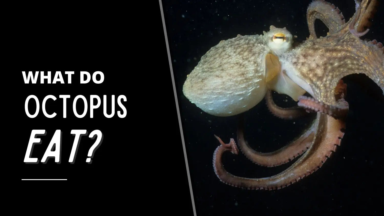 what-do-octopuses-eat