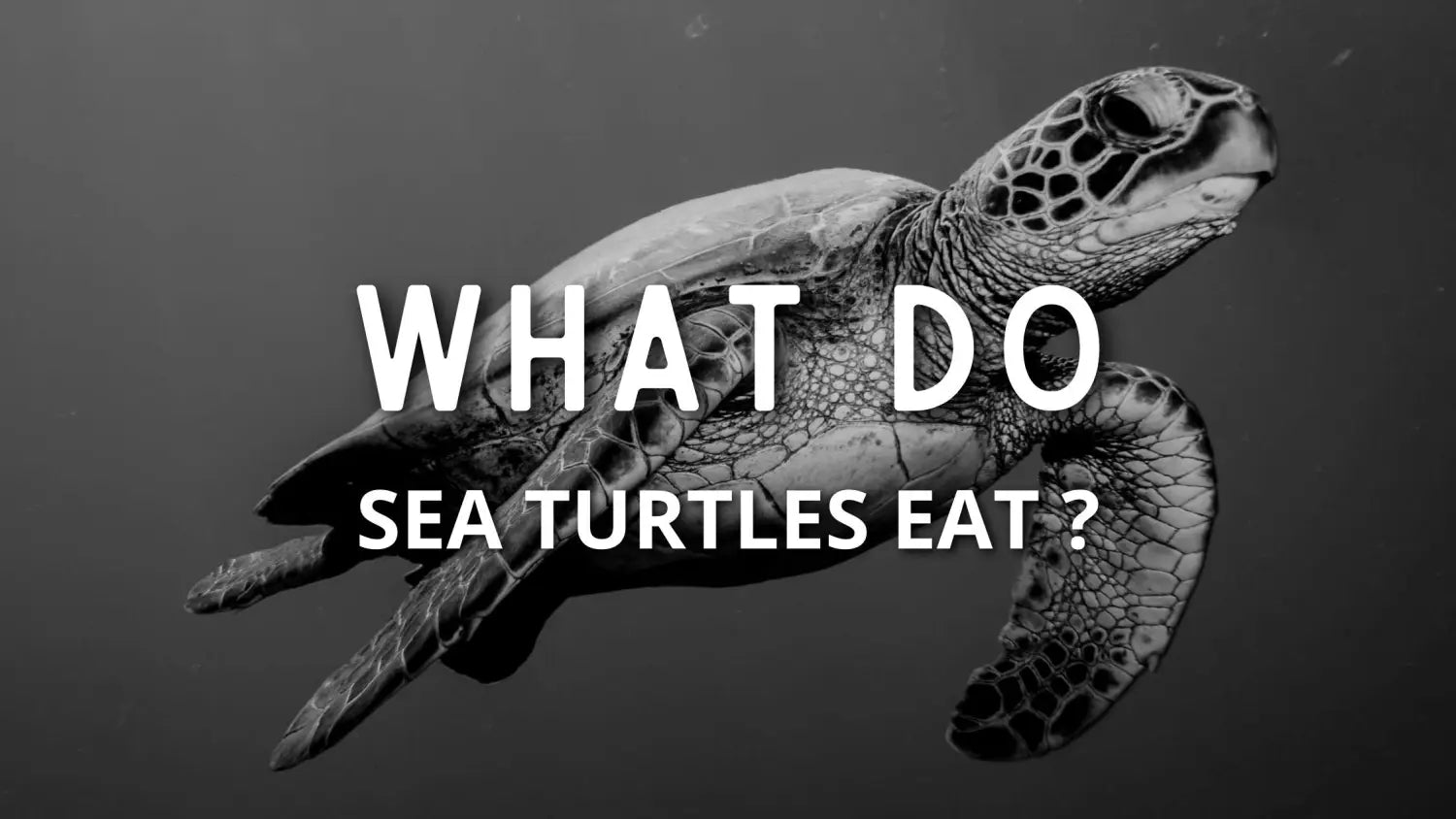 what-do-sea-turtles-eat