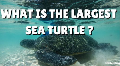 What is the biggest turtle in the world ?