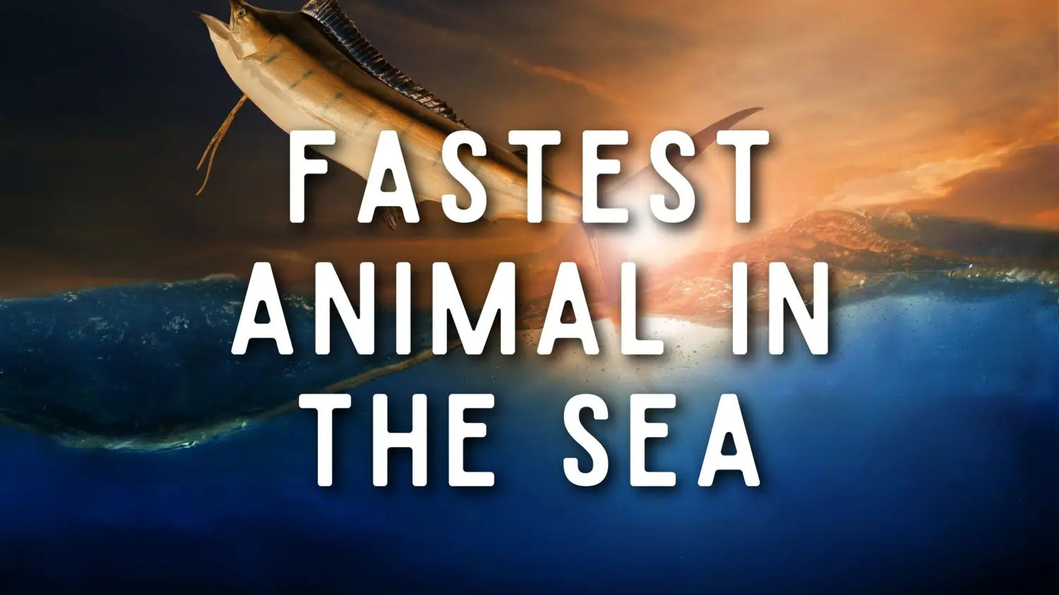 fastest-animal-in-sea