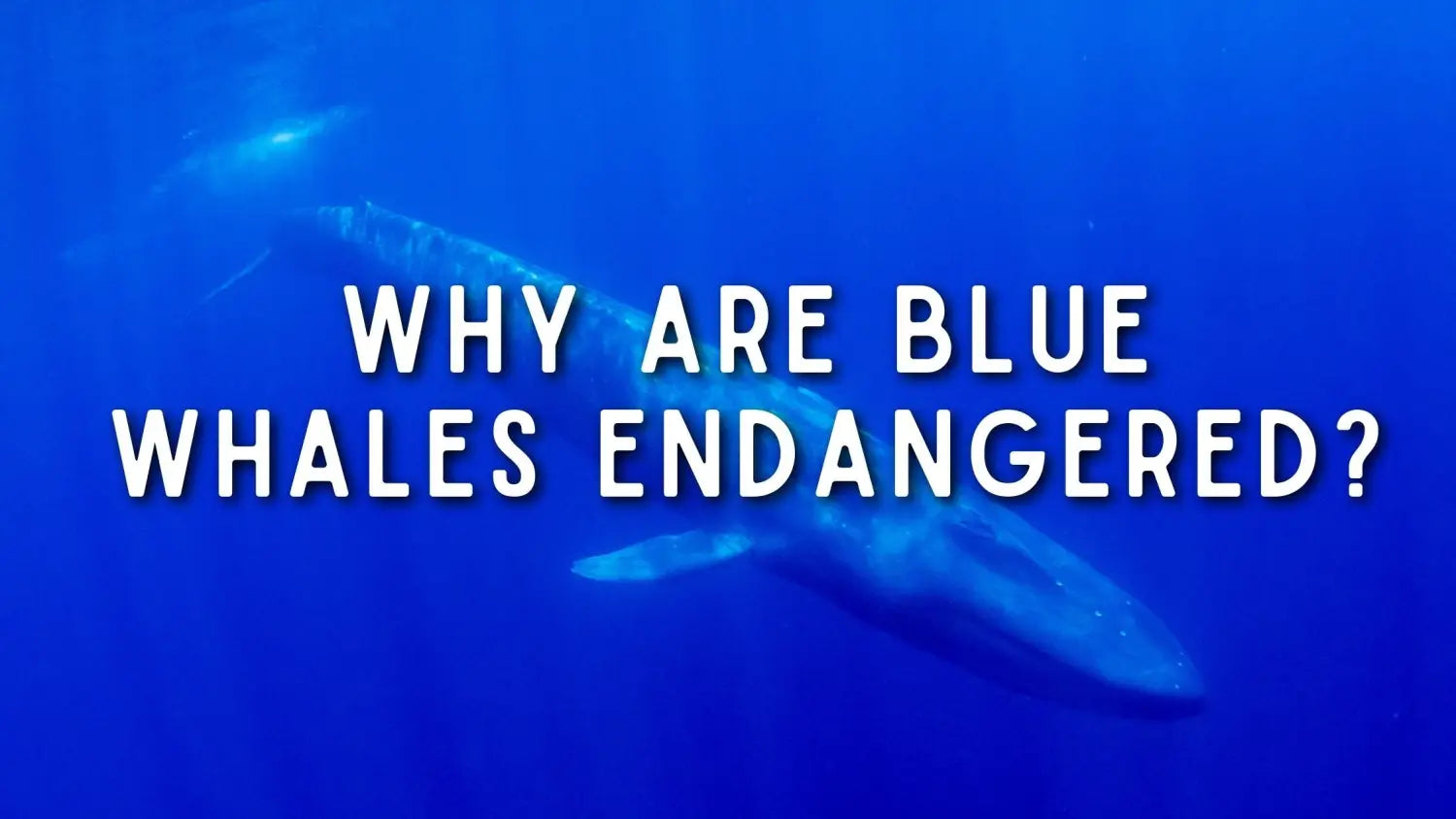 Why Are Blue Whales Endangered why-are-blue-whales-endangered