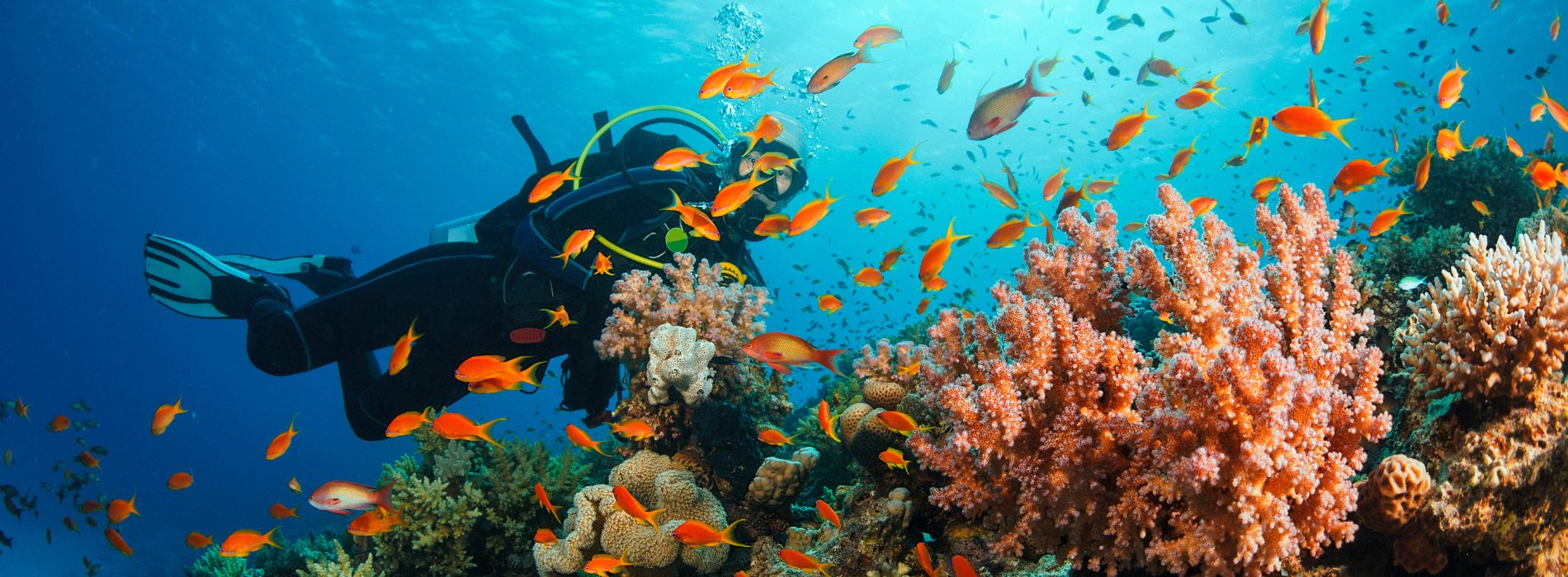 Best Places to Scuba Dive in Puerto Rico