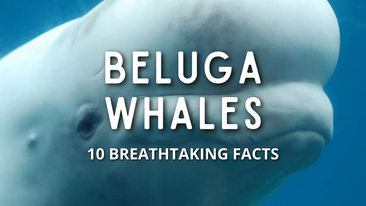 facts-beluga-whales
