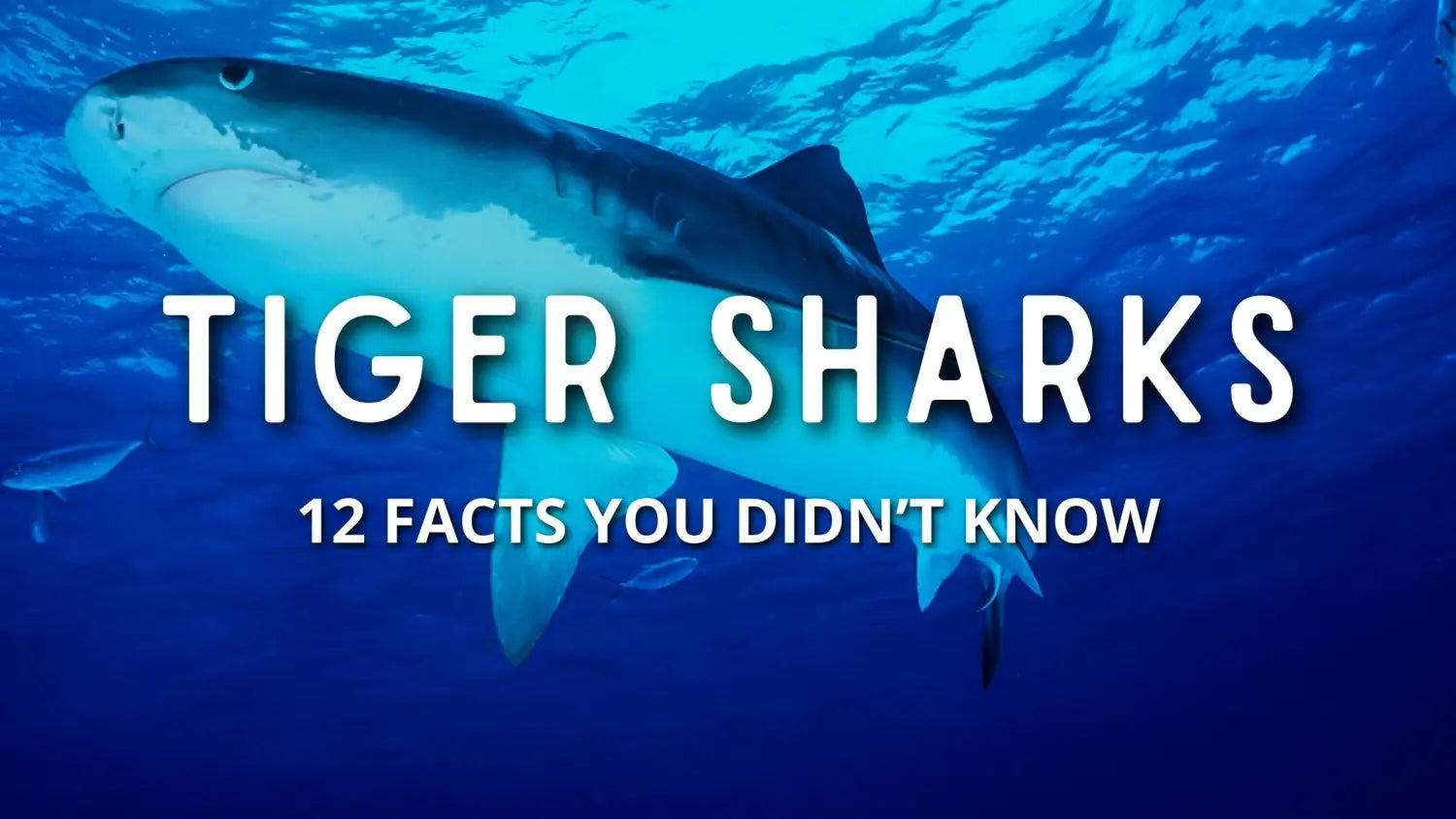 facts-tiger-sharks