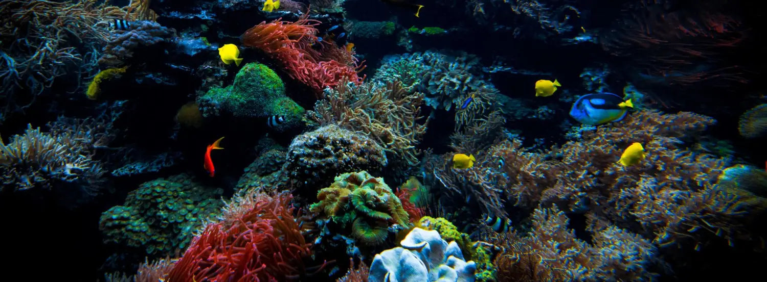5 facts about coral reefs! you didn’t know!